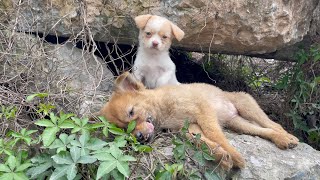 The cry for help of two dogs abandoned by their cruel owner on the side of the road and I saved them [upl. by Mckee]