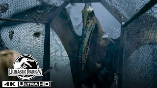 The Pteranodon Aviary Attack in 4K HDR  Jurassic Park III [upl. by Rollo]