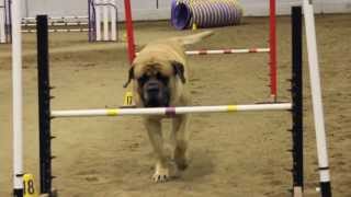 Mastiff Competing At Dog Agility [upl. by Wojcik]