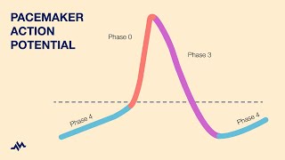 Pacemaker Action Potential [upl. by Ihab]