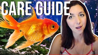 Goldfish Beginner Care Guide  Basic Care For Goldfish [upl. by Molohs]