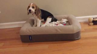 Small puppy big sound Beagle yelping [upl. by Eloc]