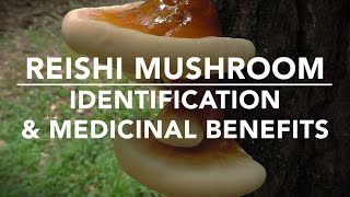 Reishi Mushroom Ganoderma tsugae Identification And Medicinal Benefits With Adam Haritan [upl. by Emelyne]