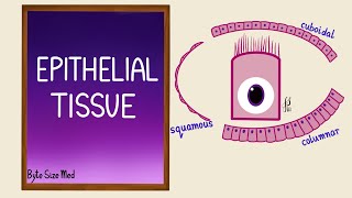 Epithelial Tissue  Epithelial cells  Classification  Histology [upl. by Melborn]