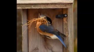 Eastern Bluebirds Nesting [upl. by Forland]