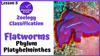 What are Platyhelminthes  Phylum Platyhelminthes [upl. by Sugar]