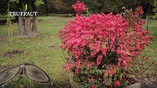 Le Fusain ailé euonymus alatus compactus  Truffaut [upl. by Sherline]