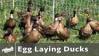 Raising Ducks For Eggs  Spring 2021 [upl. by Fridlund]