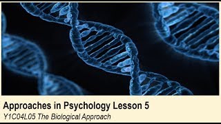 ALevel Psychology AQA Approaches in Psychology  The Biological Approach [upl. by Bounds]