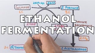 Ethanol Fermentation  Process of Alcohol Formation [upl. by Winson778]