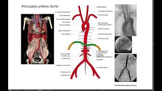 Principales artères du corps [upl. by Aseral]