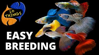 Top 10 Easiest Fish To Breed in a HOME Aquarium [upl. by Henryson]