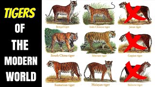 Tigers Of The Modern World Subspecies amp Races [upl. by Madelina116]