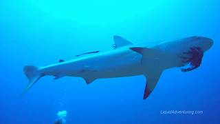 Feeding lionfish to sharks [upl. by Yrtnahc]