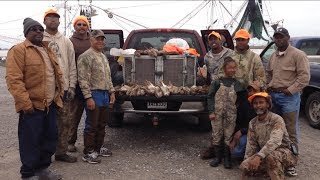 Bensons Kennel Louisiana Rabbit Hunting With Beagles [upl. by Philbin]