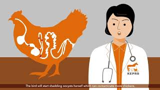 Coccidiosis in broilers and layer pullets [upl. by Akiehs]