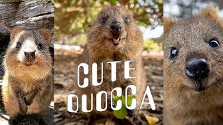 CUTE amp HAPPY Quokka Compilation [upl. by Eegnat]