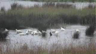 Urdaibai Bird Center  Lluvias continuadas  Etengabeko euria  Continuous rains [upl. by Xeno802]