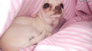 Owner heartbroken after Chihuahua beaten to death [upl. by Emolas102]