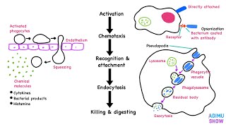 Phagocytosis [upl. by Doug]