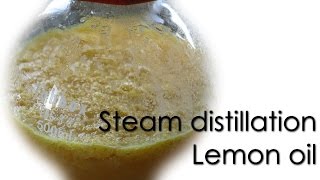 Steam distillation  Lemon essential oil 🍋 [upl. by Naesed]