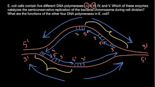 Functions of DNA polymerase I II III IV V explained [upl. by Eisset996]