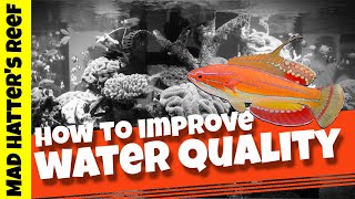 Testing for TDS and Improving your Reef Tanks Water Quality [upl. by Gilbert759]