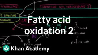 Fatty Acid Oxidation  Part II [upl. by Klockau]