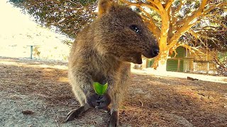 Adorable Quokka Smiling and Jumping At Camera [upl. by Araem]