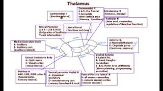 Thalamus  Structure and Function  Neuroanatomy [upl. by Jeremias276]