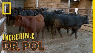 Bloated Bovine Emergency  The Incredible Dr Pol [upl. by Aihsei]