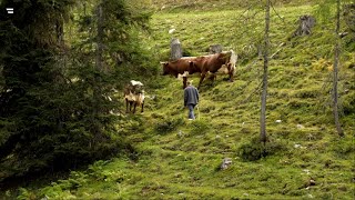 Almen in Österreich Vom Leben mit der Natur [upl. by Monson65]