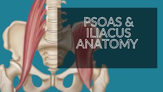 Anatomy Series  Psoas amp Iliacus Iliopsoas  Hip Flexors [upl. by Yddur]