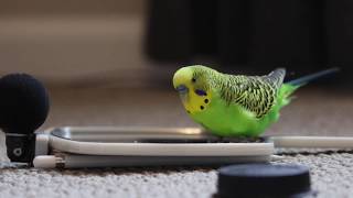 Budgie Bird With 35 Word Vocabulary Clear Audio [upl. by Aenneea]