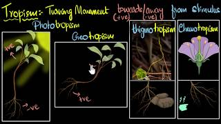 Tropism Types positive amp negative  Control amp Coordination  Biology  Khan Academy [upl. by Vories]