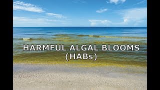 Harmful Algal Blooms HABs [upl. by Kerns407]