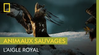 Majestueux aigle royal [upl. by Nason444]