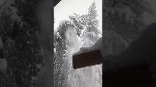 Tree explodes from snow [upl. by Guildroy]