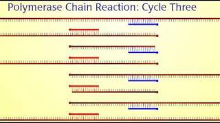 Polymerase Chain Reaction PCR [upl. by Grider]