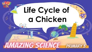 P 3  Science  Life Cycle of a Chicken [upl. by Ahsikin]