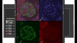 Basics in Nikon NISElements for confocal microscopy [upl. by Nodnil488]