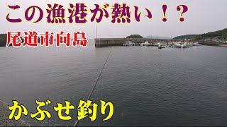 【かぶせ釣り】尾道市向島でアタリ連発！ [upl. by Basia493]