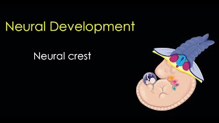 Nervous System Development Part 3 The Neural Crest [upl. by Ahseina477]