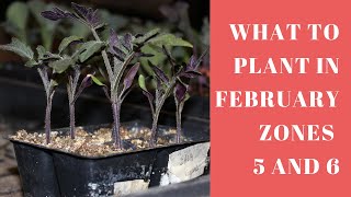 What Seedlings Can you plant in February Zones 5 and 6 [upl. by Innos]