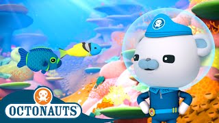 Octonauts  Damsel Fish amp The Jawfish  Cartoons for Kids  Underwater Sea Education [upl. by Madora]