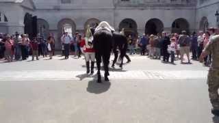 Falling horse during guard change at Whitehall London [upl. by Schramke]