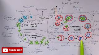 Plasmodium vivax in man phase  Detailed  Step by step  NEET  Bio science [upl. by Schaab]