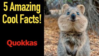 5 Fascinating Facts About Quokkas [upl. by Ailuj]