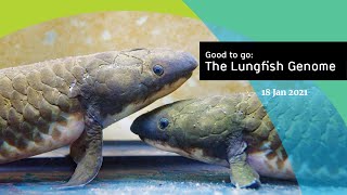 Recordbreaking lungfish genome reveals how vertebrates conquered land [upl. by Limber]