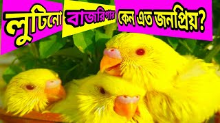 Beautiful bird lutino budgiegar ll লুটিনো বাজরিগার কেন এত জনপ্রিয় [upl. by Elrak]